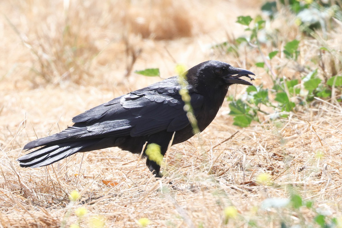 American Crow - ML620194676