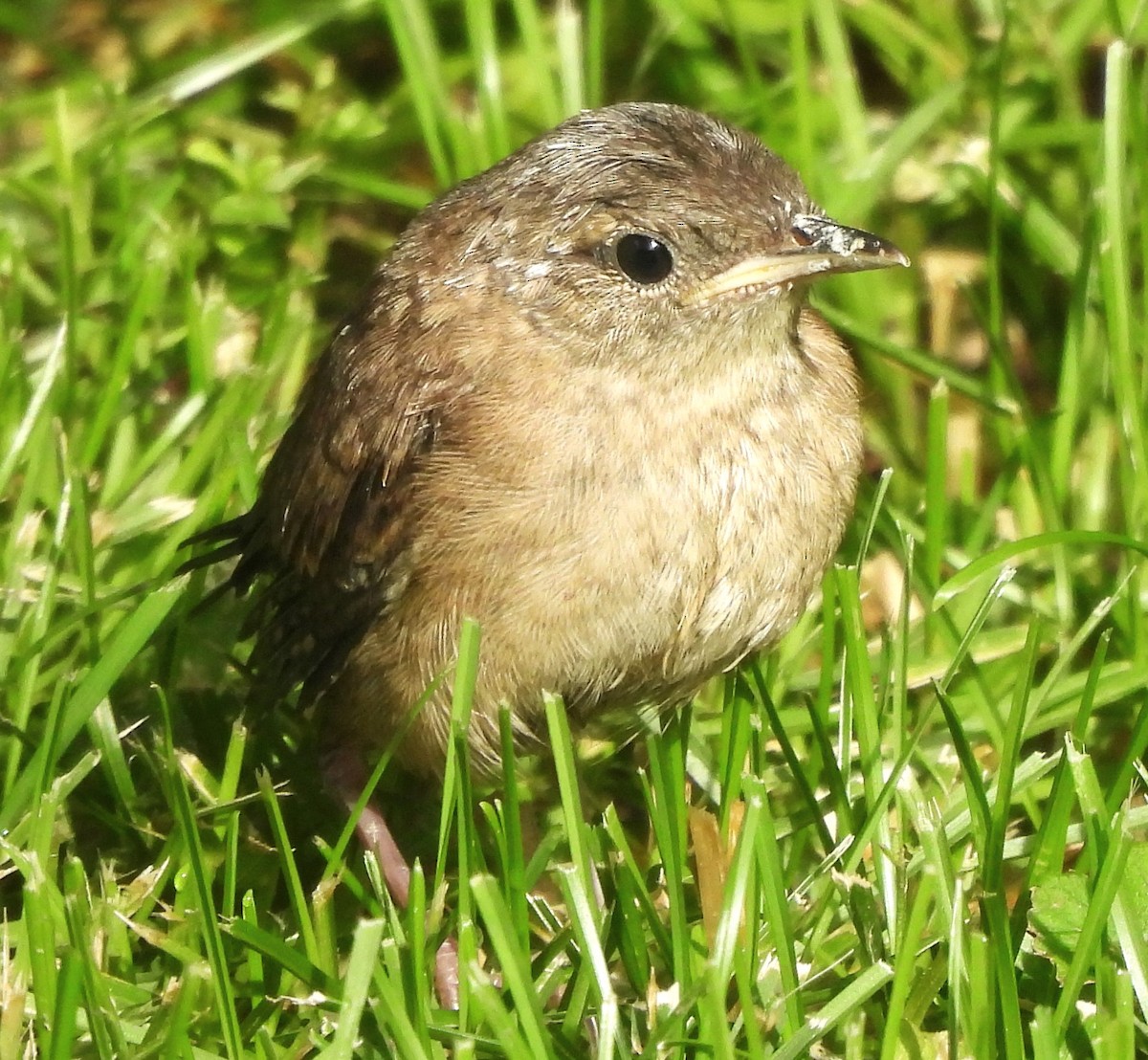 House Wren - ML620194681