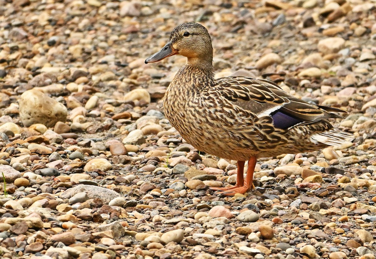 Mallard - ML620194683