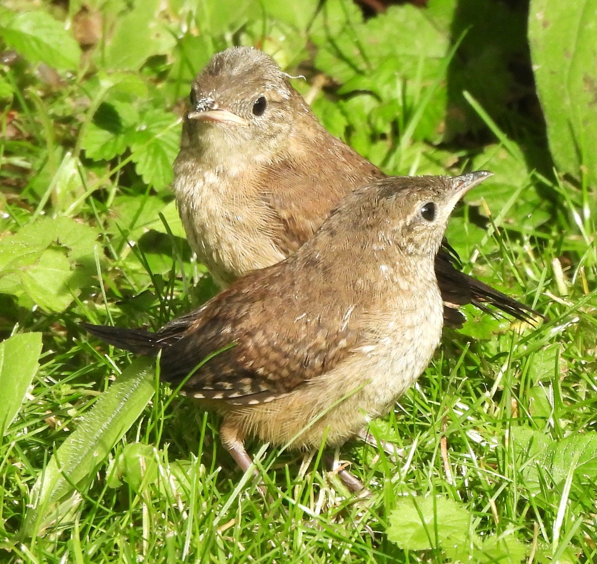 House Wren - ML620194685