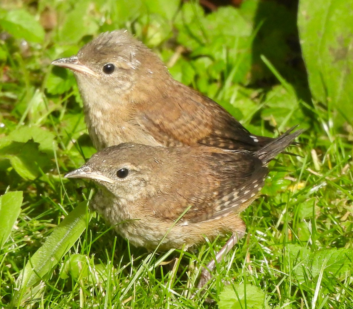 House Wren - ML620194686