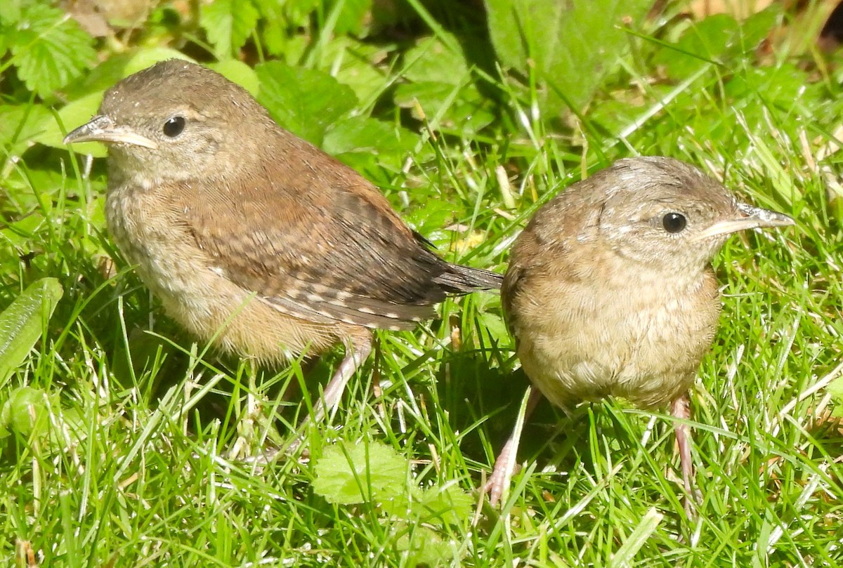 House Wren - ML620194689