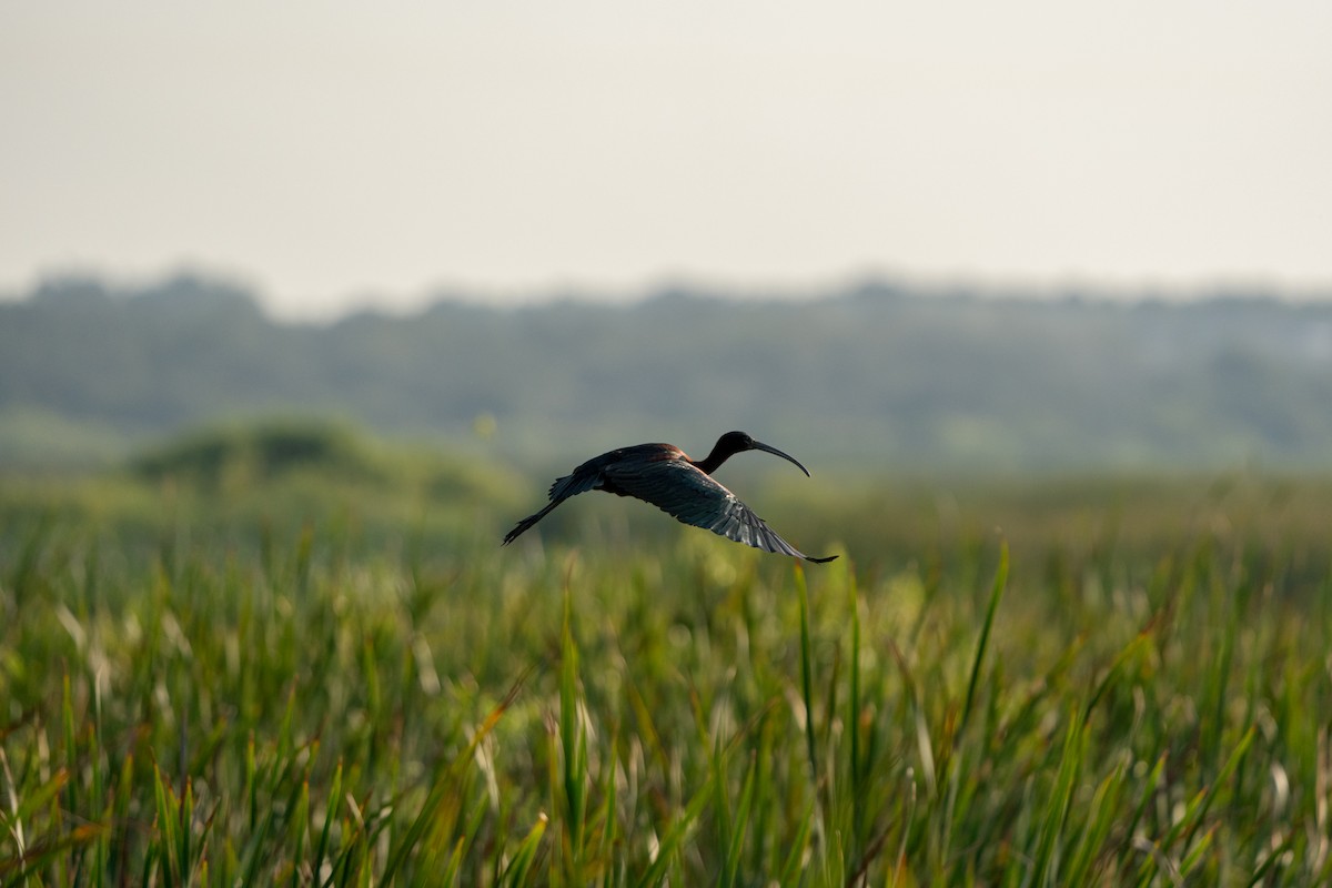 ibis hnědý - ML620194694