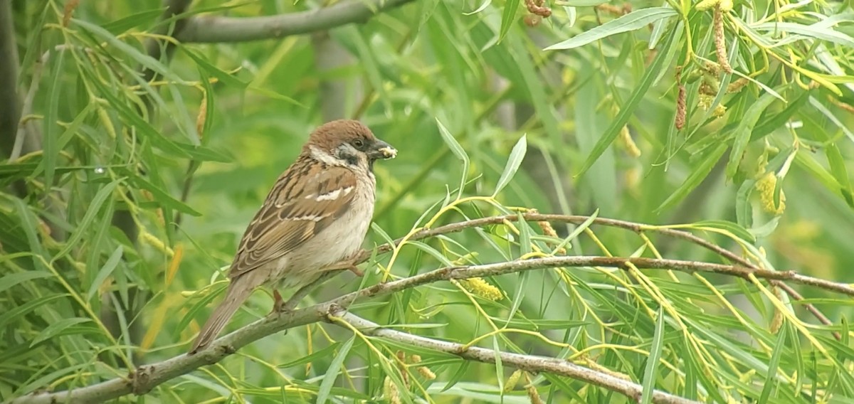 Eurasian Tree Sparrow - ML620194699
