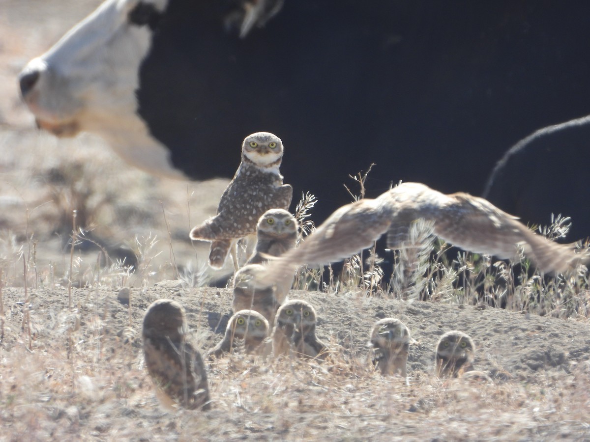 Burrowing Owl - ML620194703