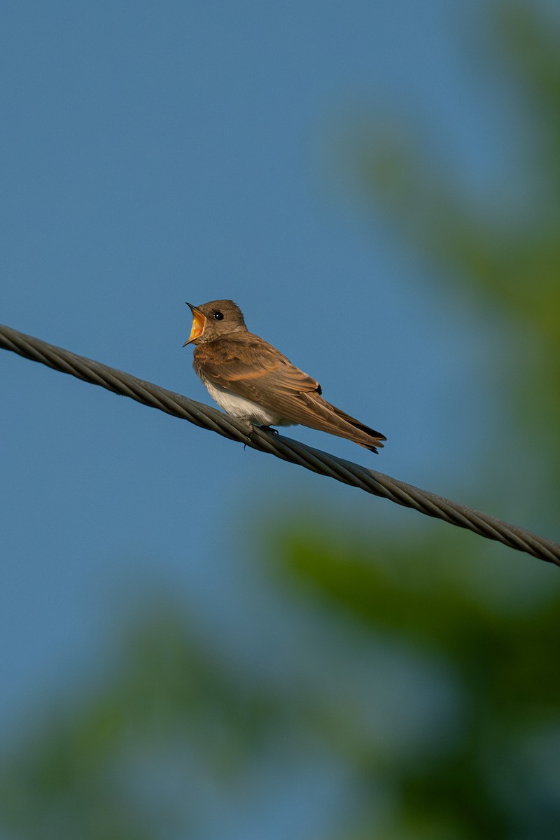 Northern Rough-winged Swallow - ML620194709