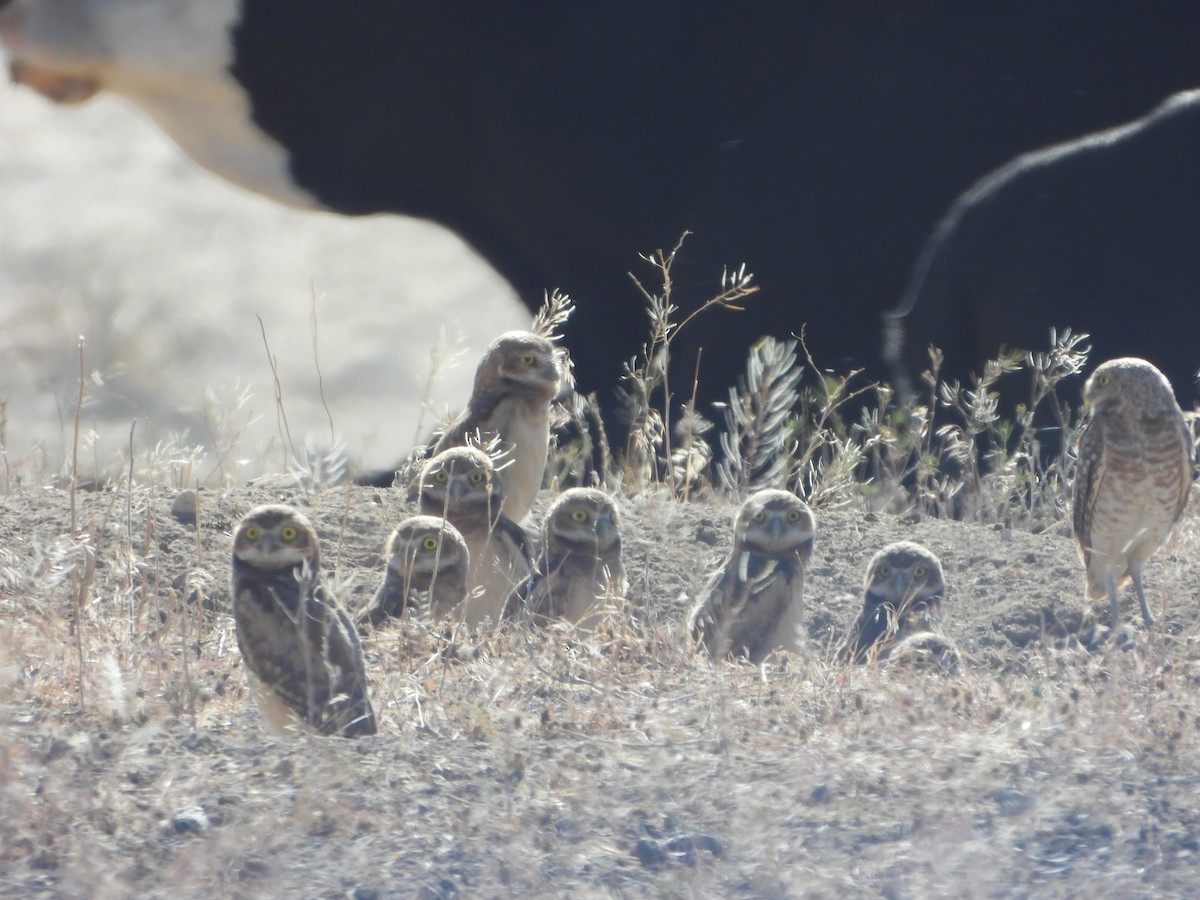 Burrowing Owl - ML620194724