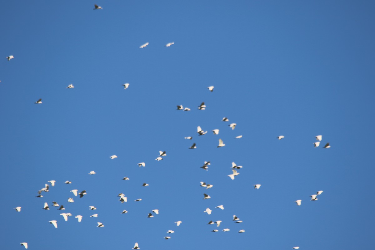 Long-billed Corella - Jeff Dagg