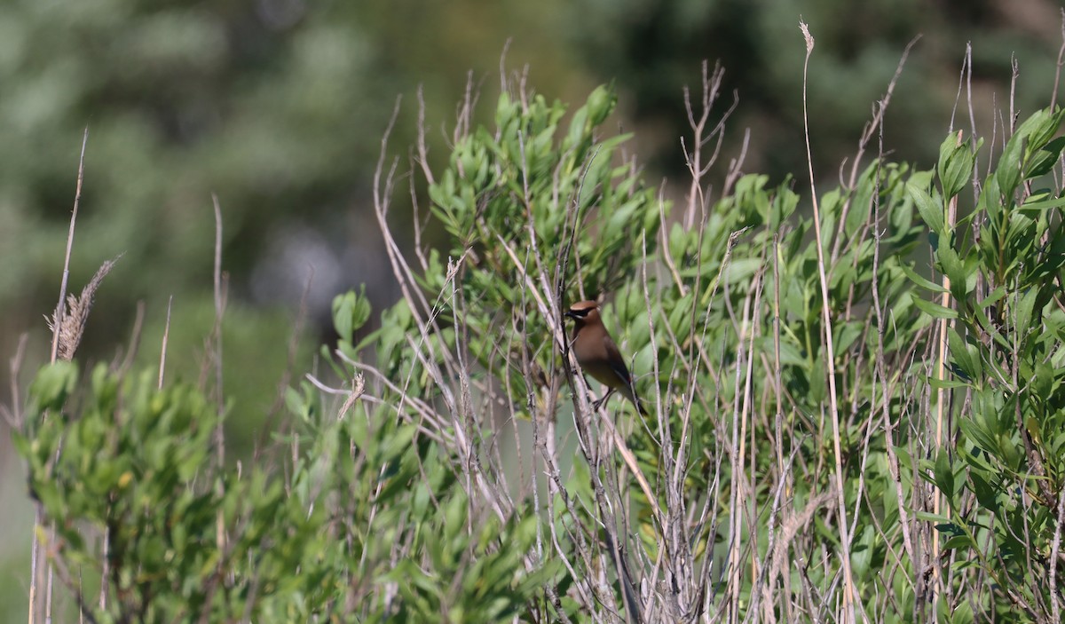 Cedar Waxwing - ML620194733