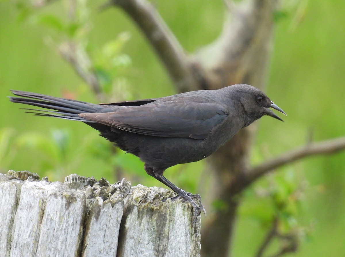 Brewer's Blackbird - ML620194748