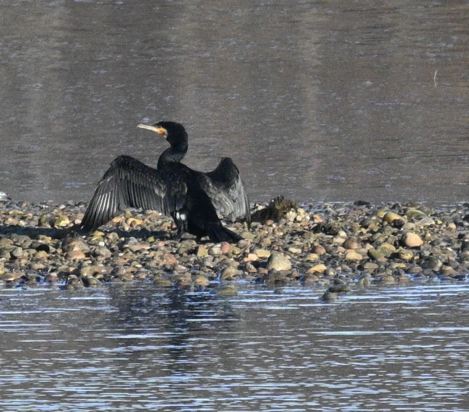 Great Cormorant - ML620194771