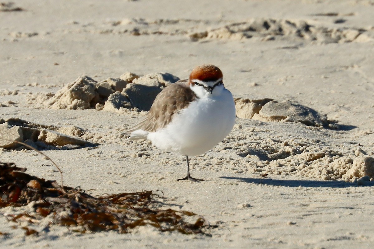 Red-capped Plover - ML620194772
