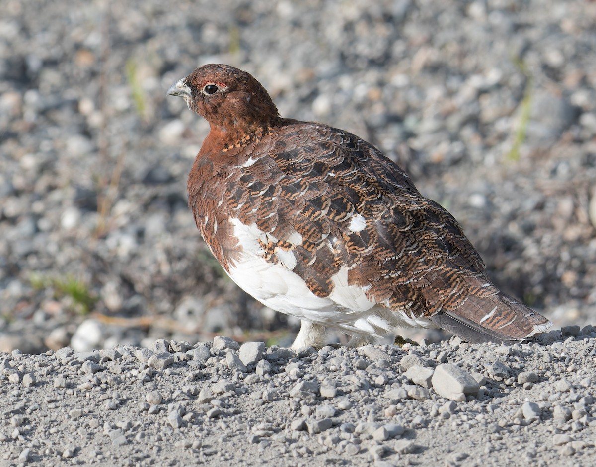 Moorschneehuhn - ML620194775