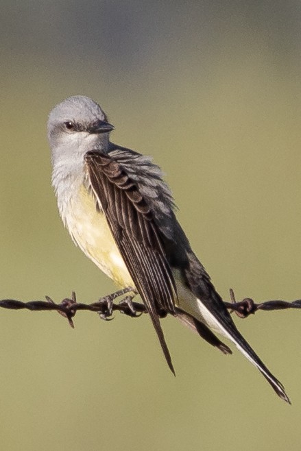 Western Kingbird - ML620194778