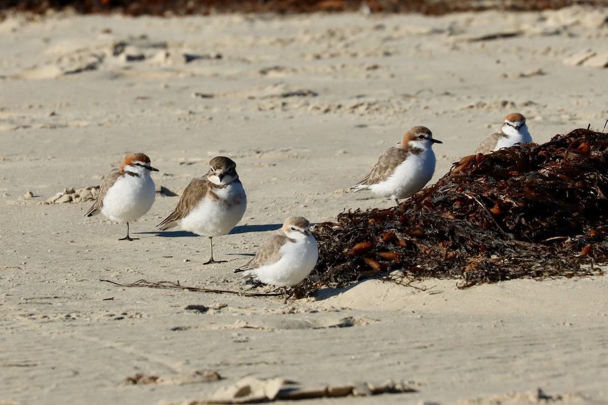 Red-capped Plover - ML620194782