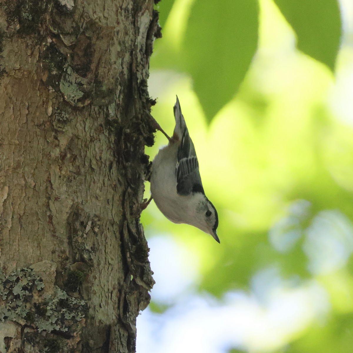 White-breasted Nuthatch (Eastern) - ML620194783