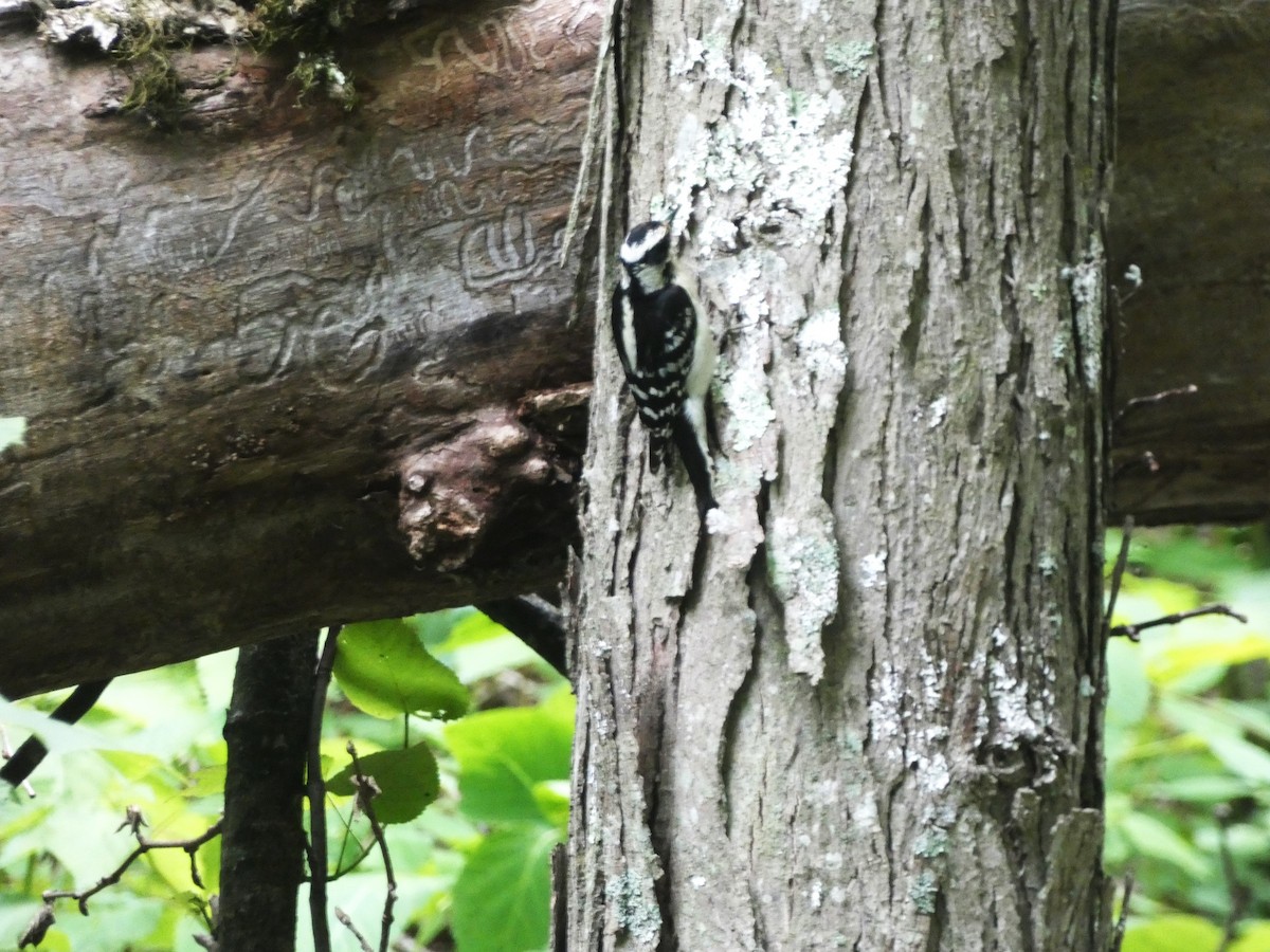 Hairy Woodpecker - ML620194787