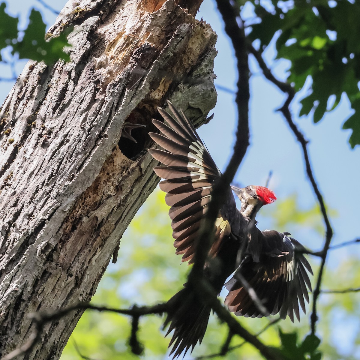 Pileated Woodpecker - ML620194791