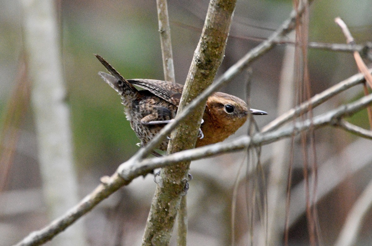 Rufous-browed Wren - ML620194795