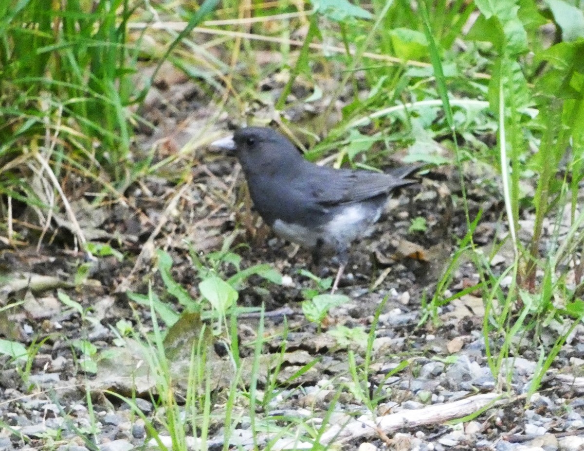 Junco ardoisé - ML620194801