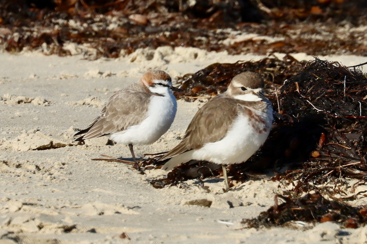 Double-banded Plover - ML620194803