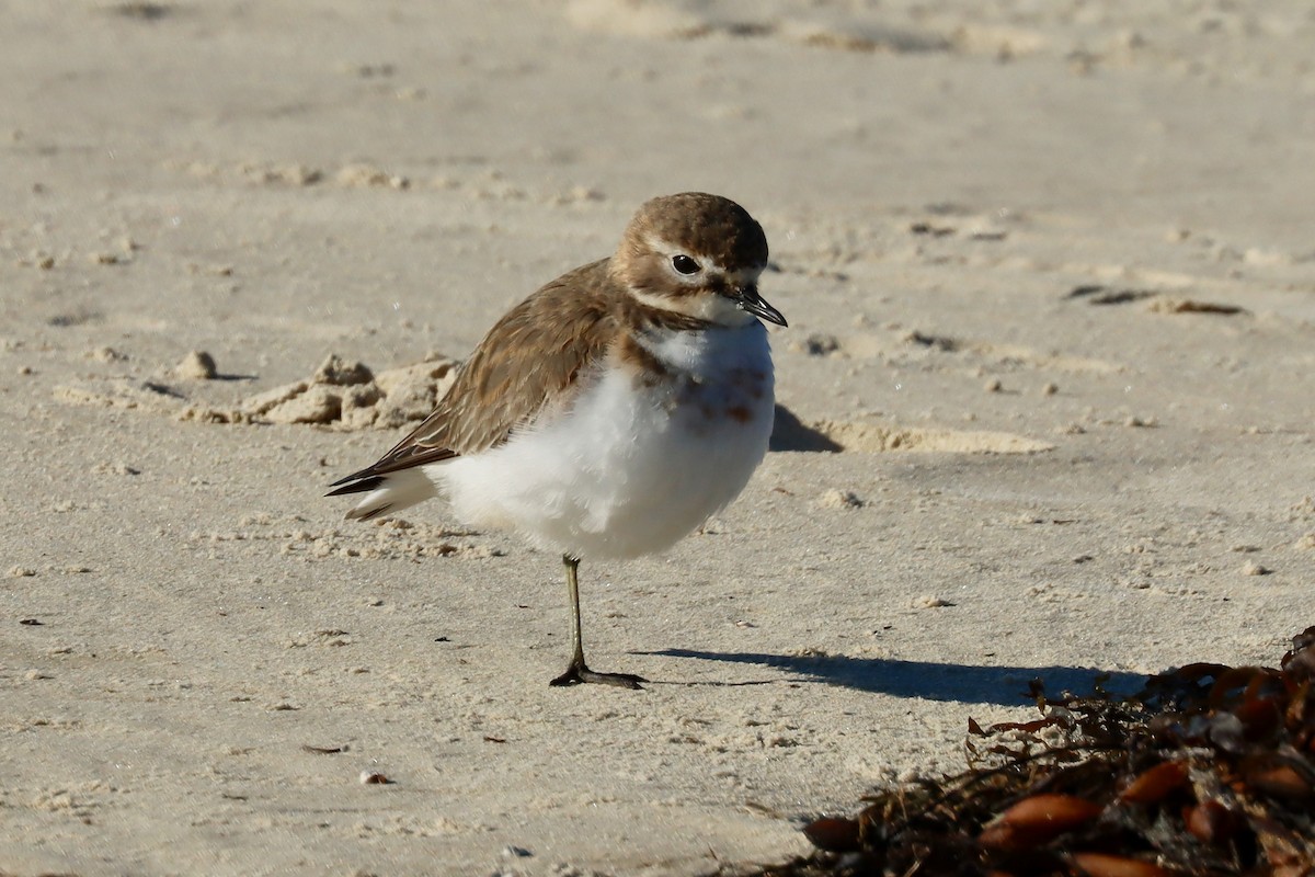 Double-banded Plover - ML620194804