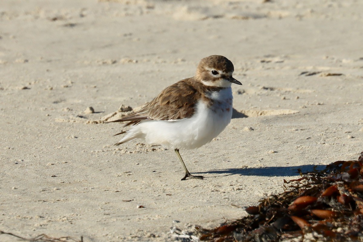 Double-banded Plover - ML620194805