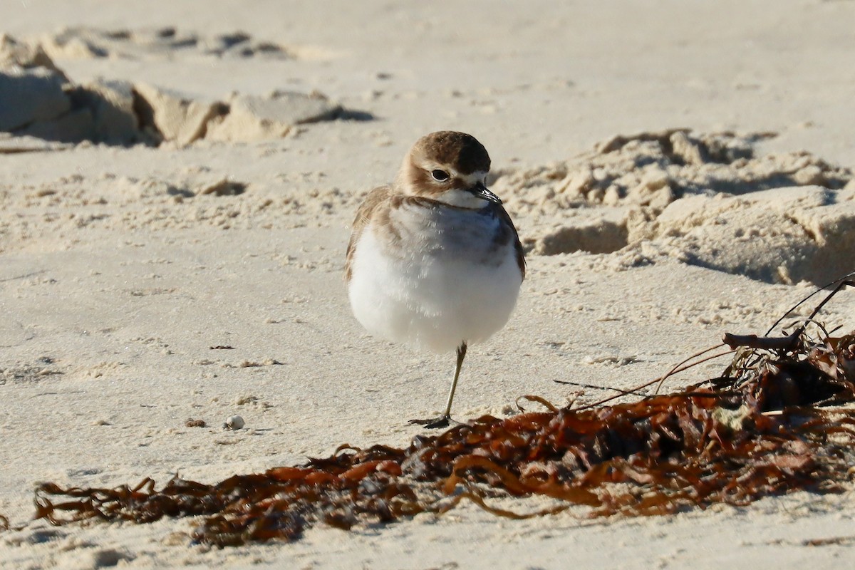 Double-banded Plover - ML620194811