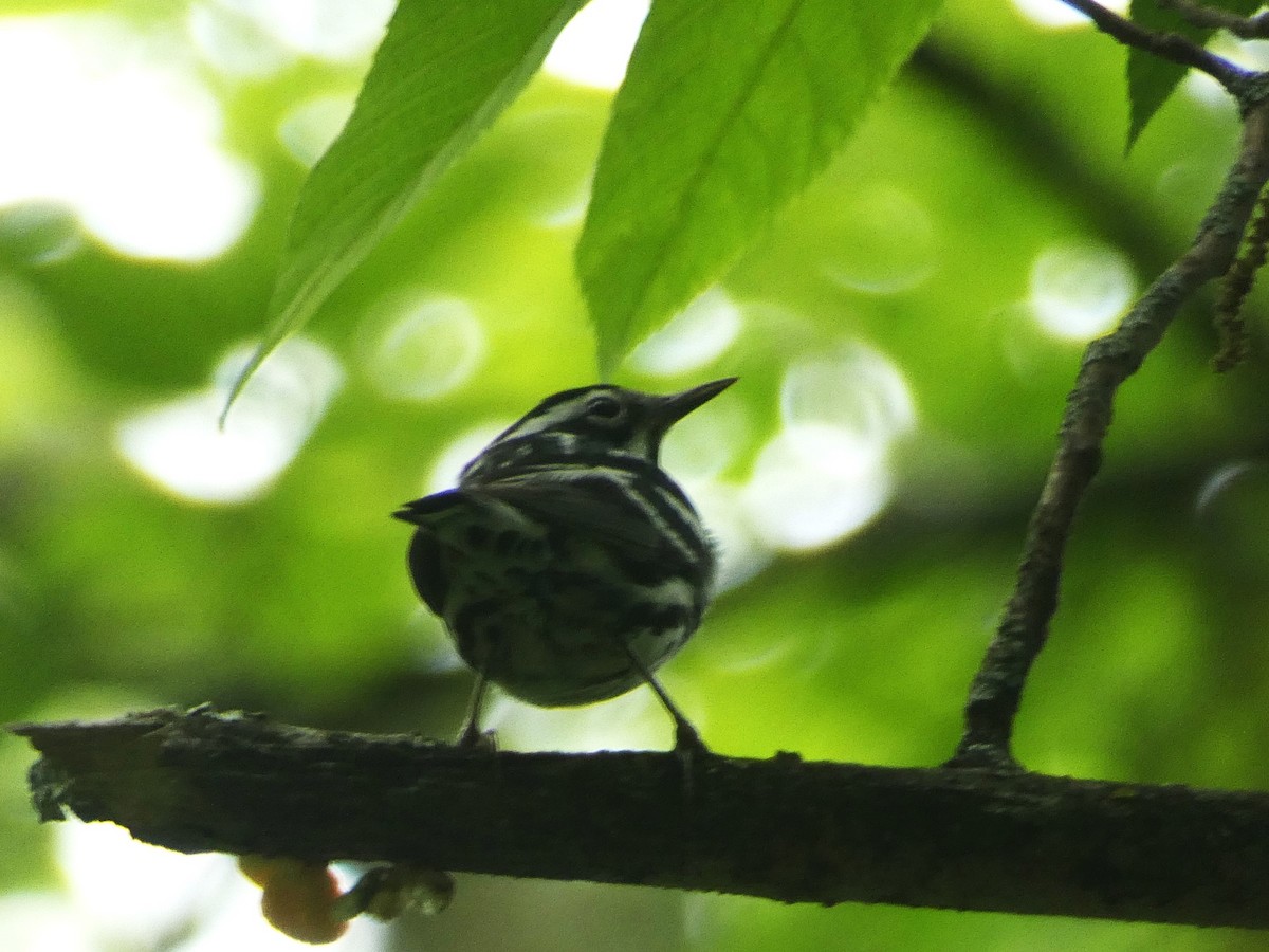 Black-and-white Warbler - ML620194812