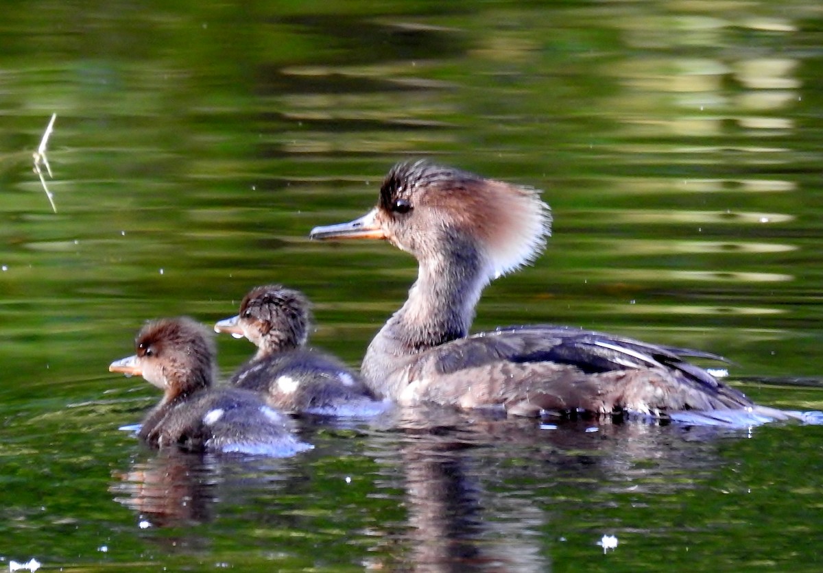 Hooded Merganser - ML620194819