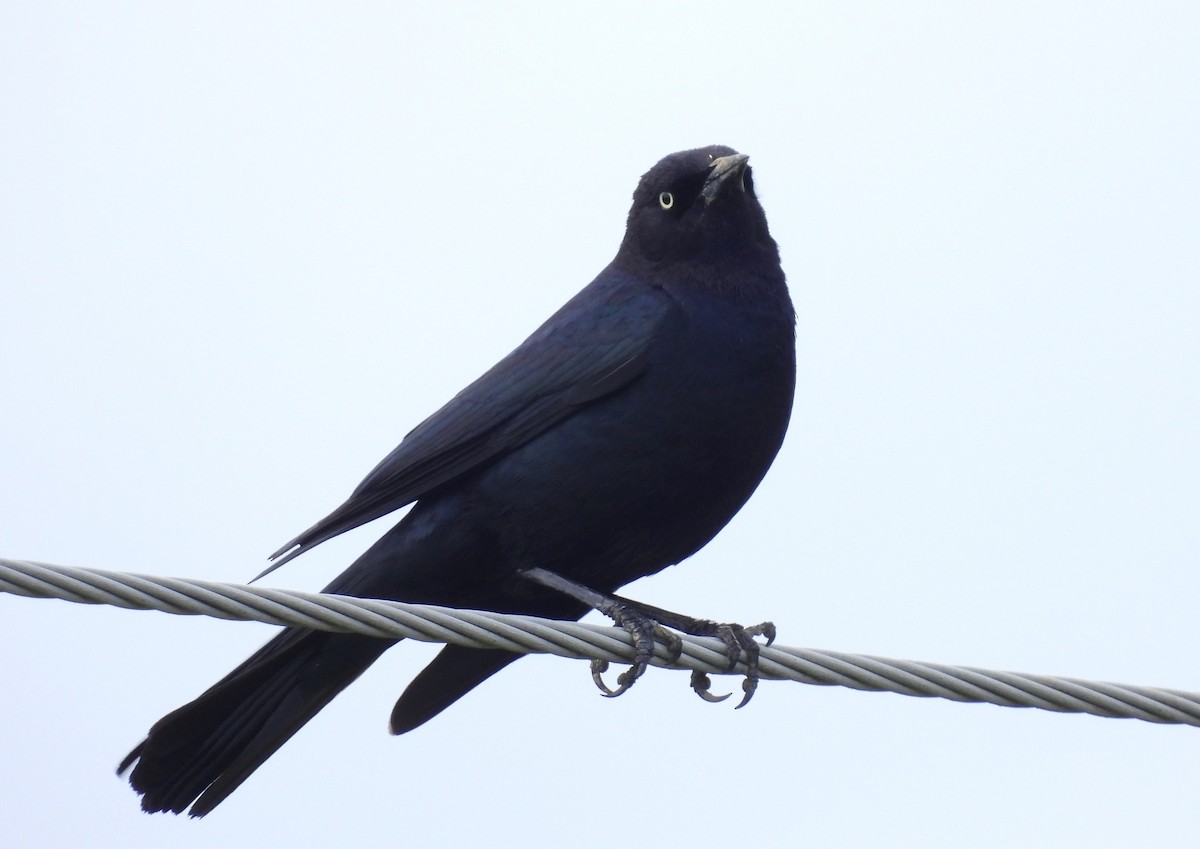 Brewer's Blackbird - Joanne Muis Redwood