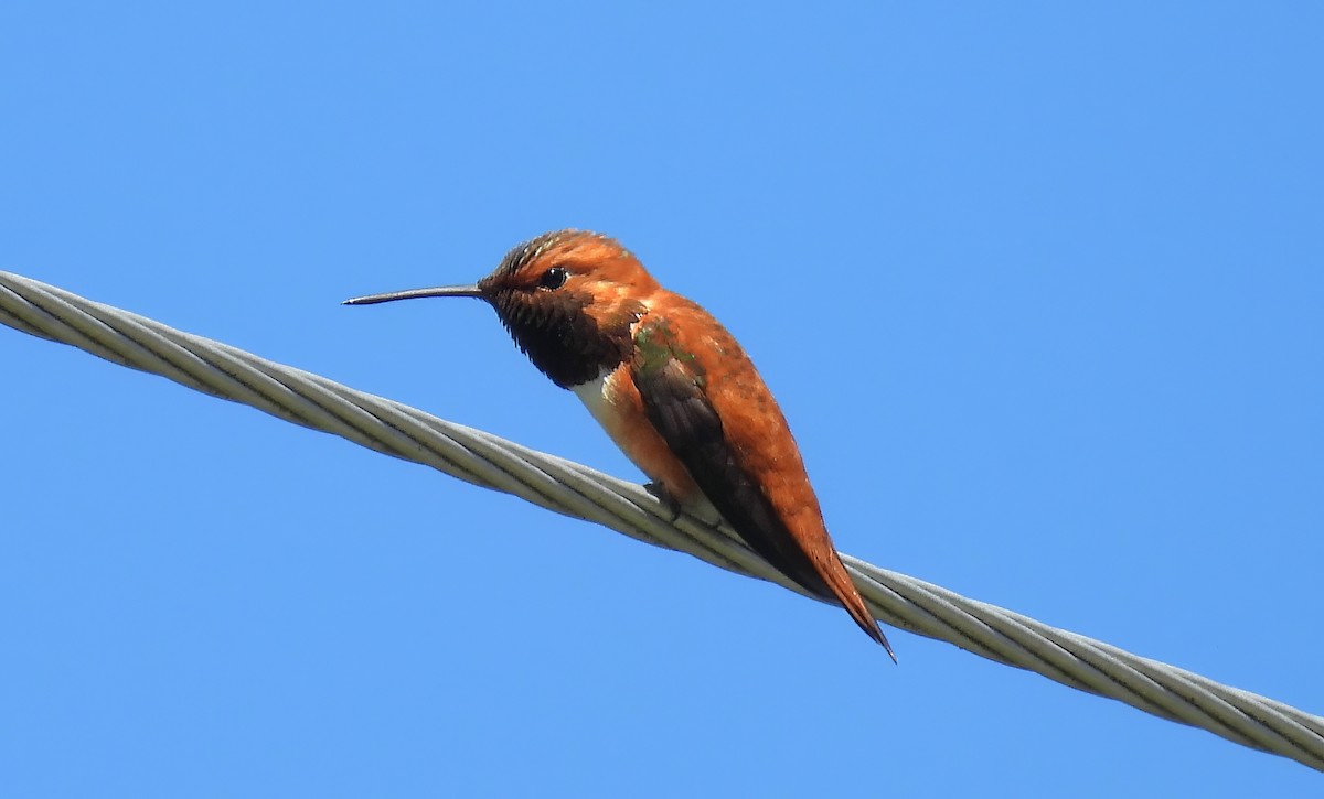 Rufous Hummingbird - ML620194825