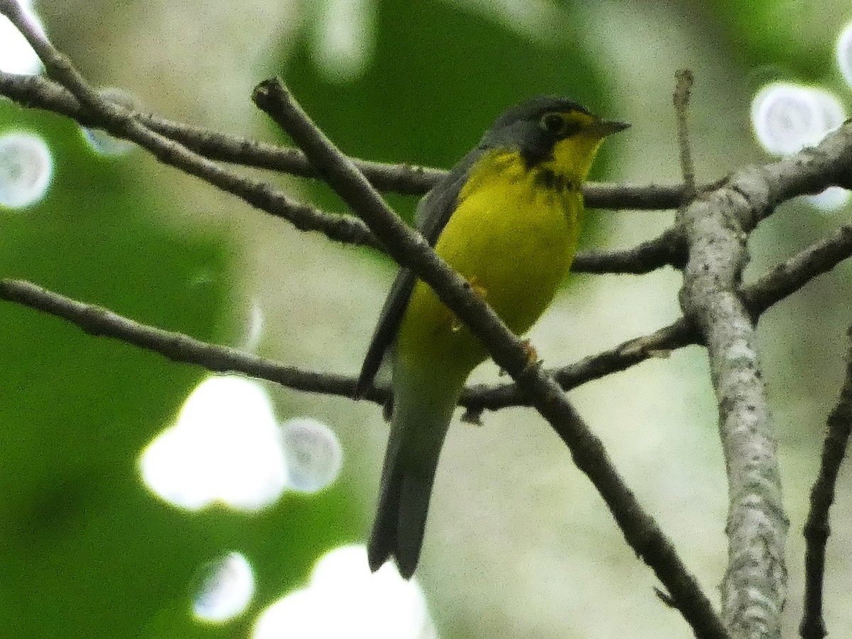 Canada Warbler - ML620194829