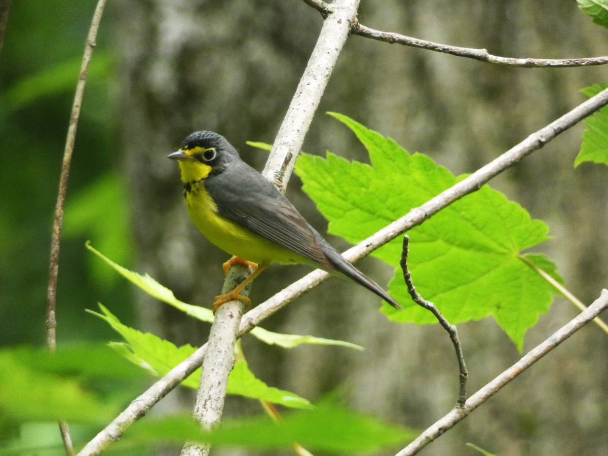 Canada Warbler - ML620194831