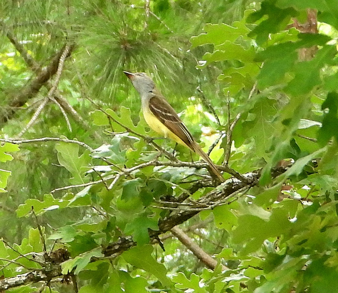 Great Crested Flycatcher - ML620194842