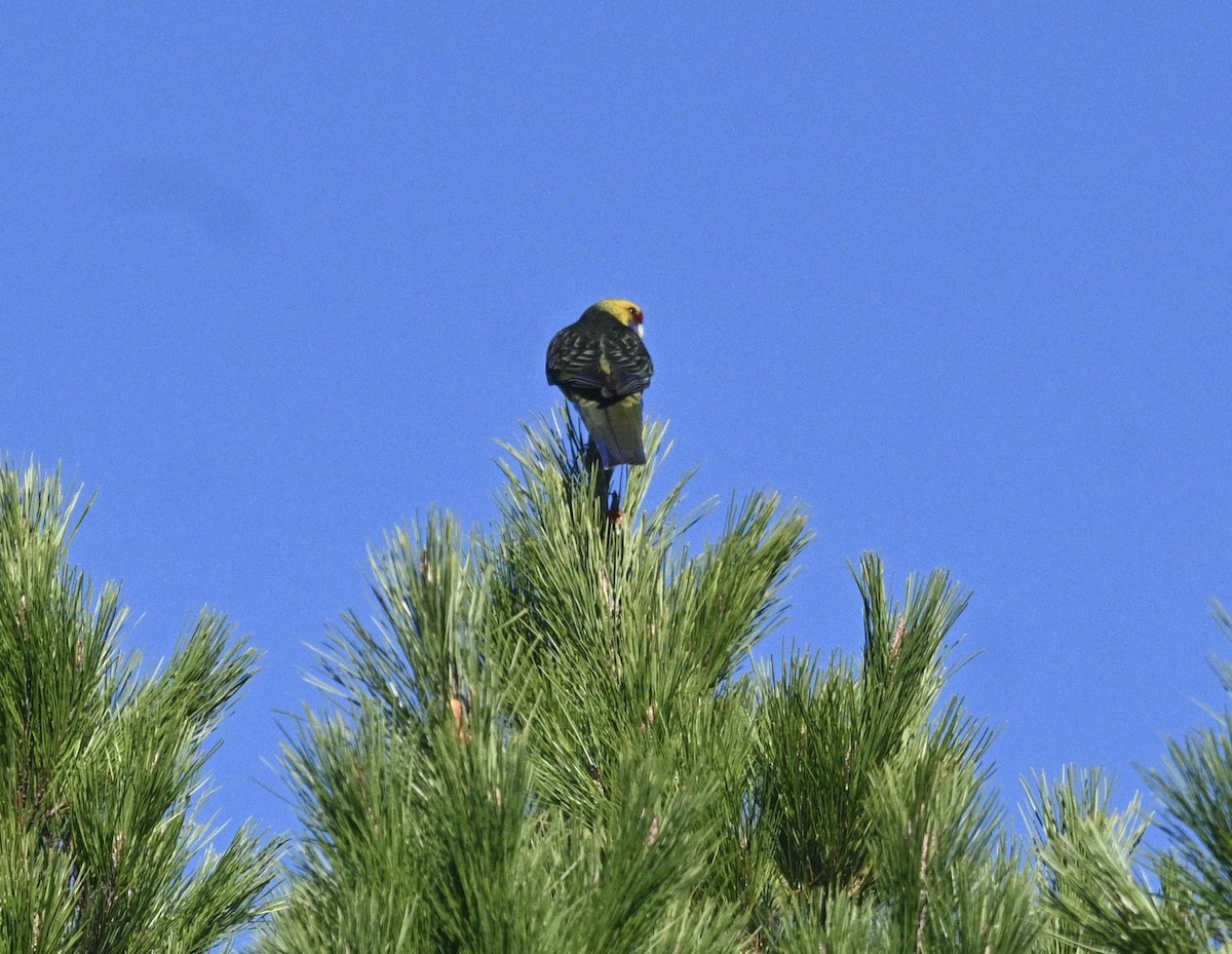 Green Rosella - ML620194844