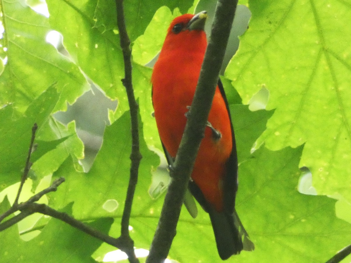 Scarlet Tanager - ML620194845