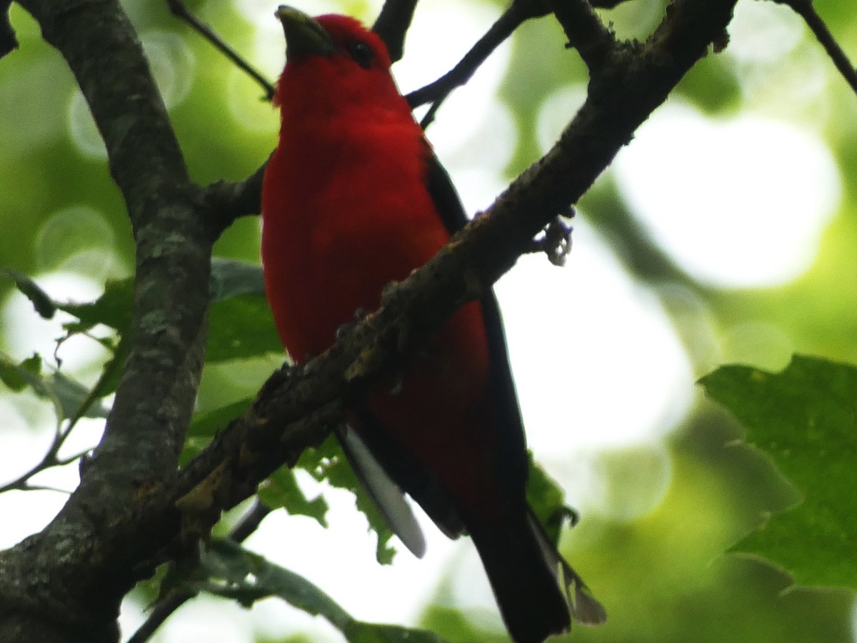 Scarlet Tanager - ML620194846