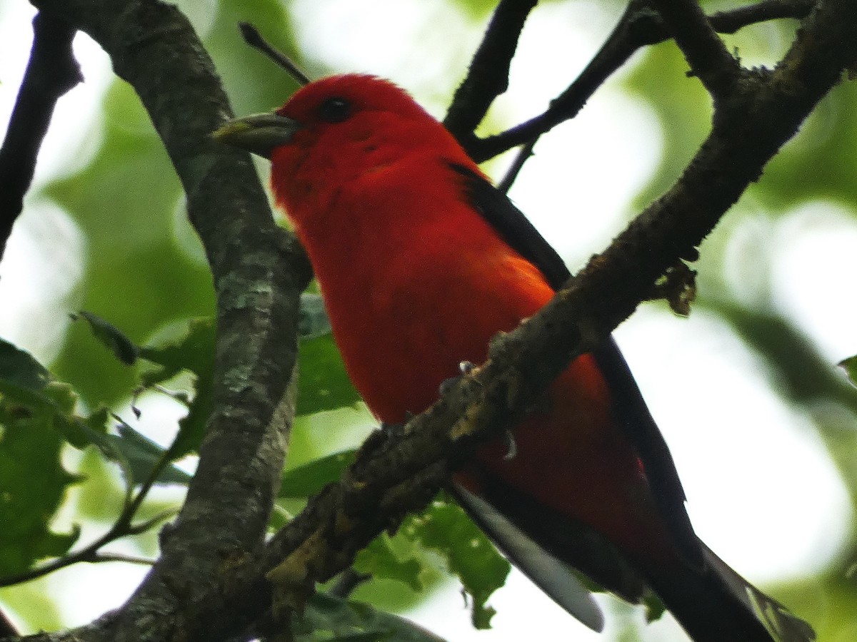 Scarlet Tanager - ML620194847