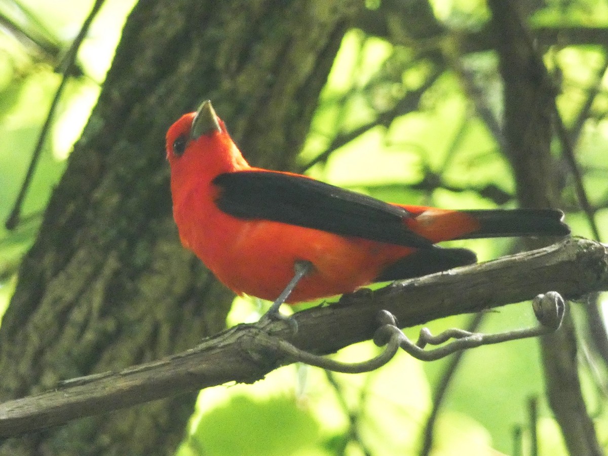 Scarlet Tanager - ML620194848