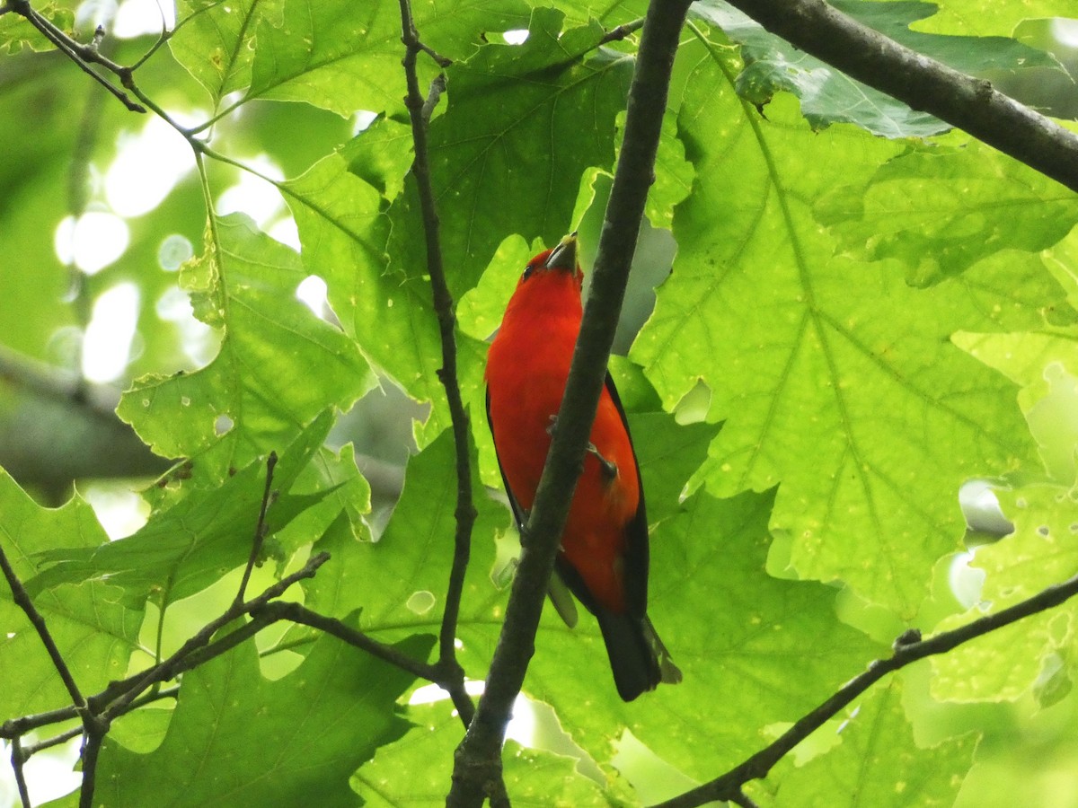 Scarlet Tanager - ML620194849