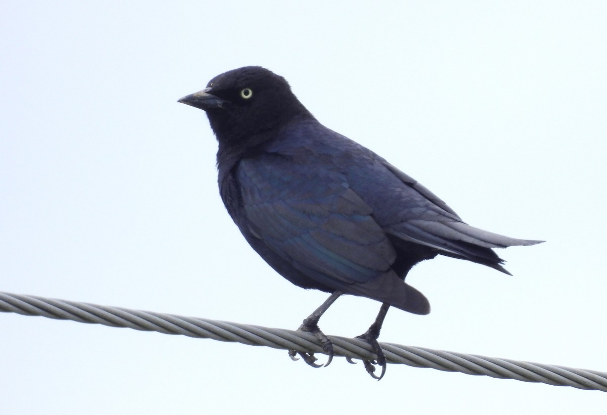 Brewer's Blackbird - ML620194850