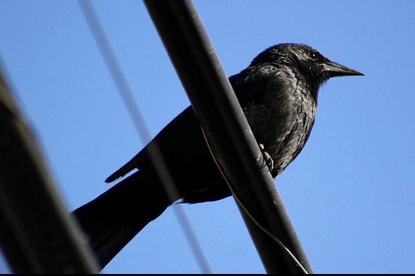 Austral Blackbird - Miquel Mestre