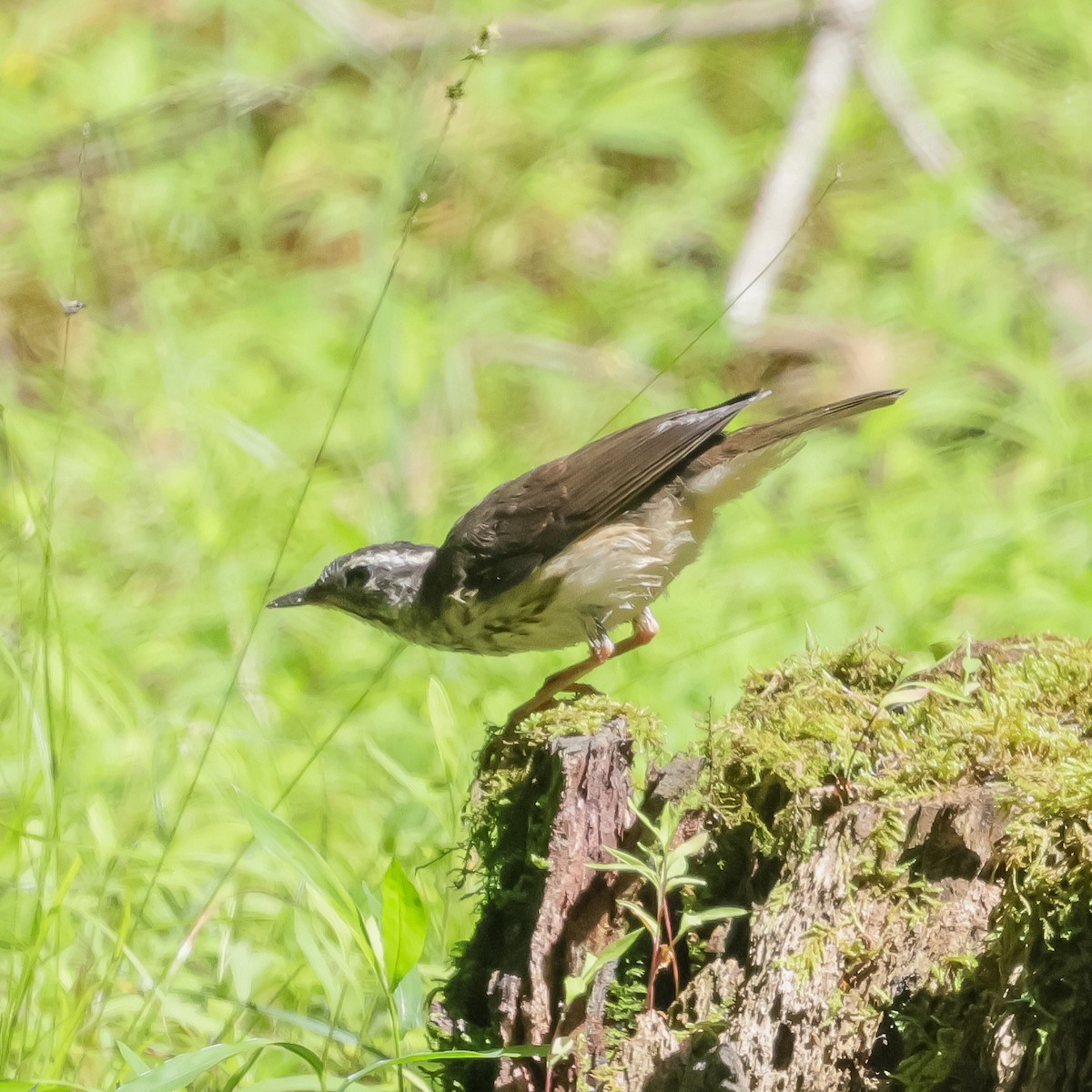 Paruline hochequeue - ML620194856