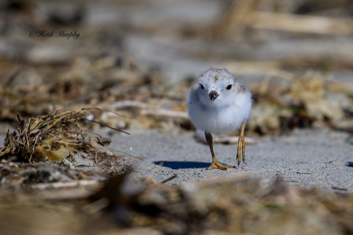 Piping Plover - ML620194858