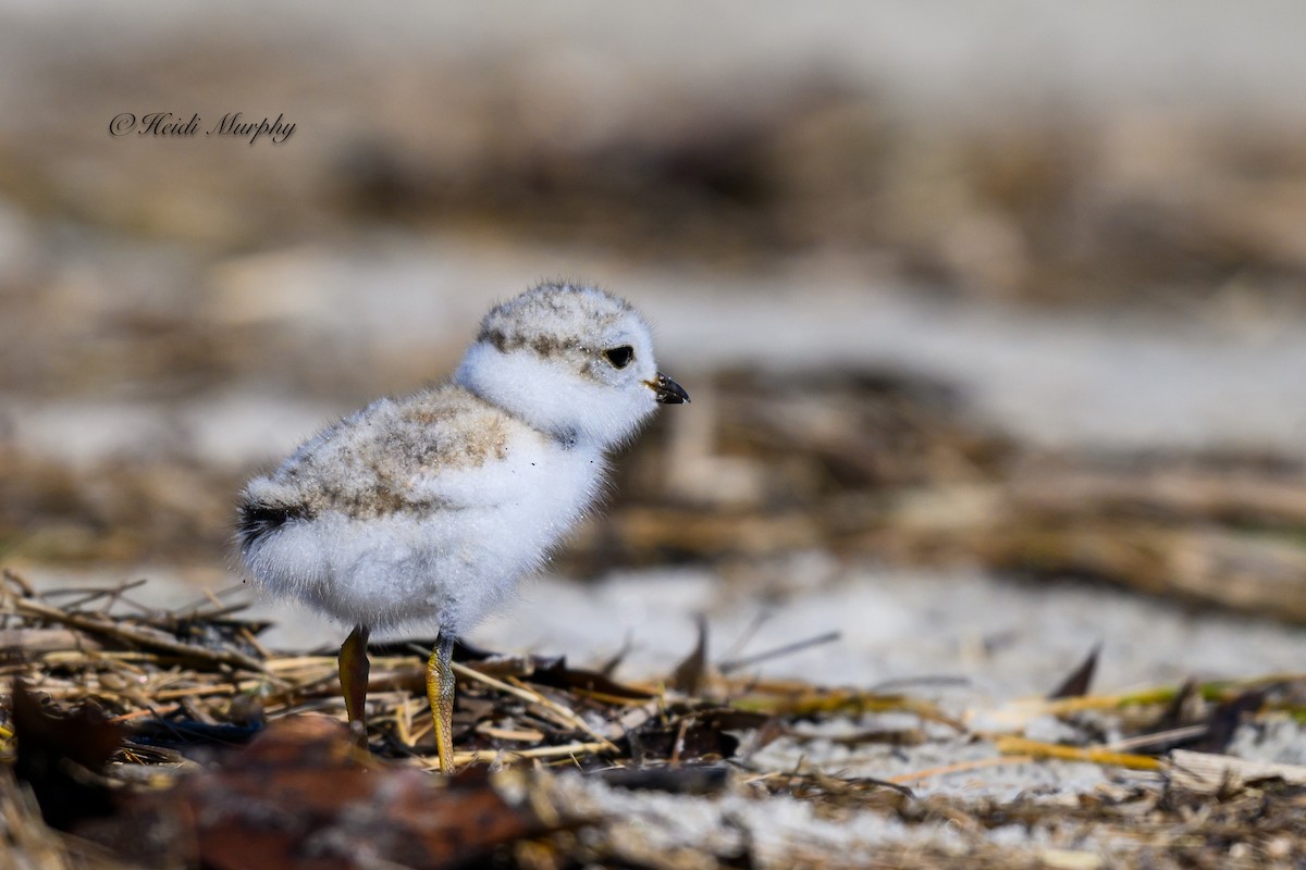 Piping Plover - ML620194859