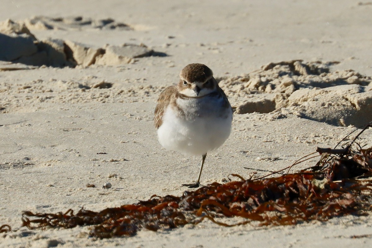 Double-banded Plover - ML620194869