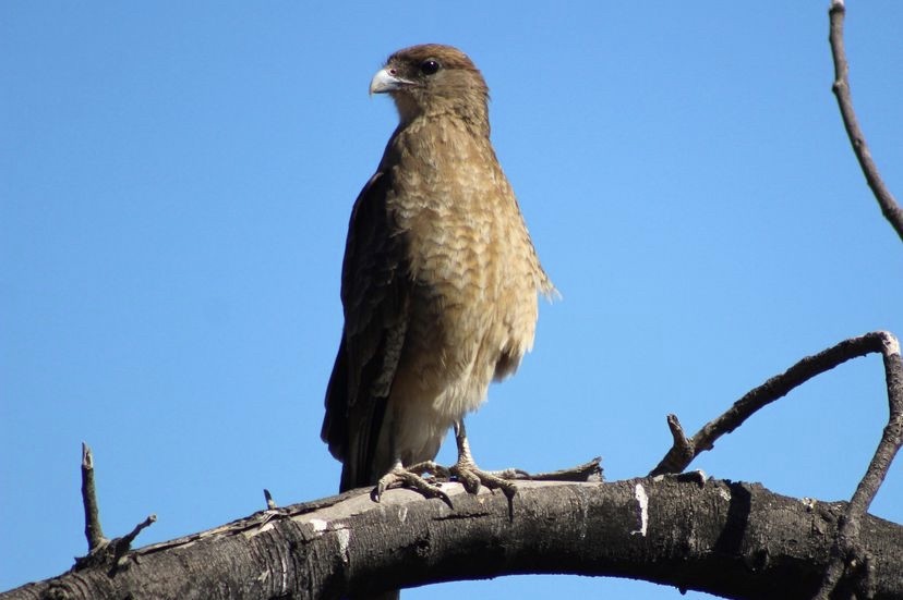 Caracara Chimango - ML620194872