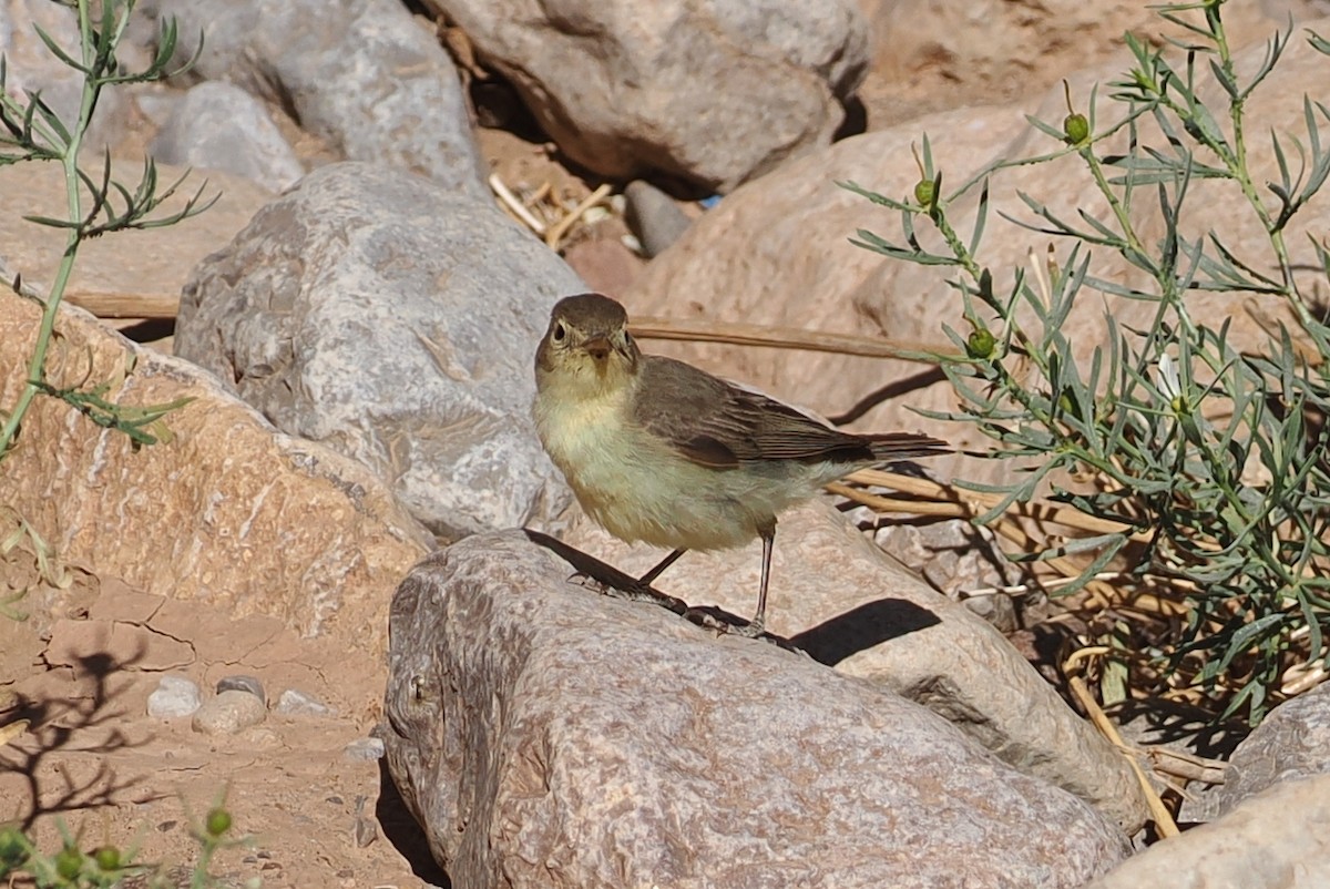 Melodious Warbler - ML620194875