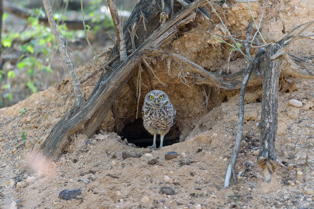 Burrowing Owl - ML620194880